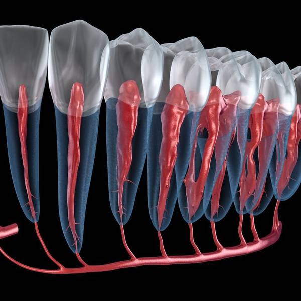 Illustration of teeth and interior root and pulp